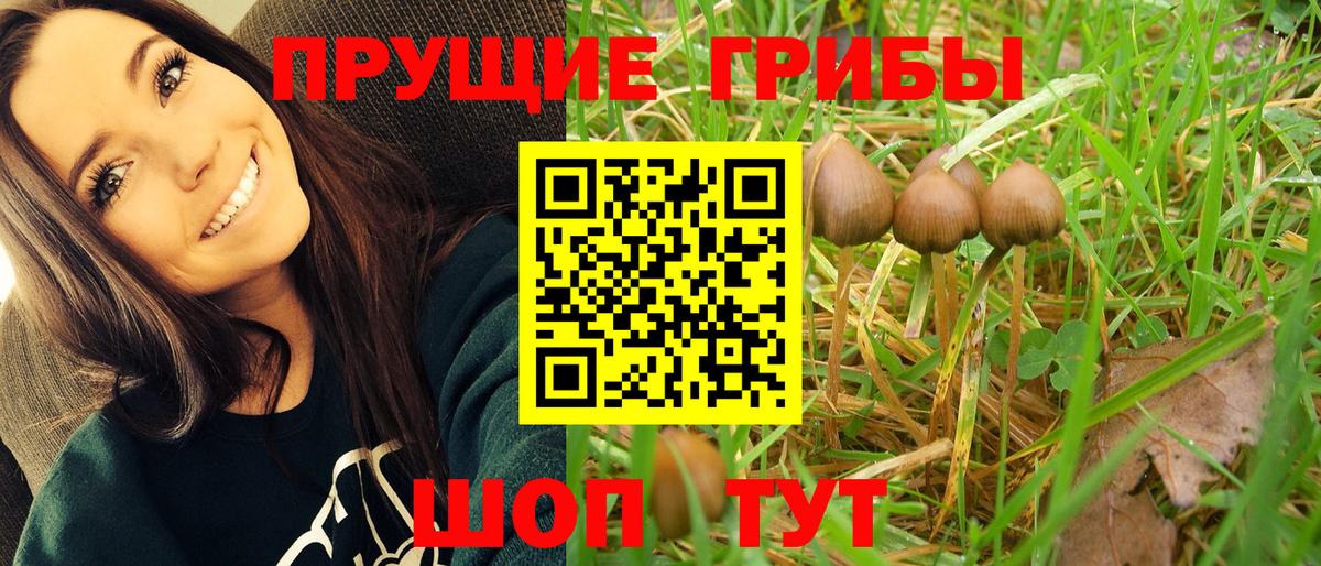 Заводоуковск  Псилоцибиновые грибы прущие грибы  Вход с VPN 